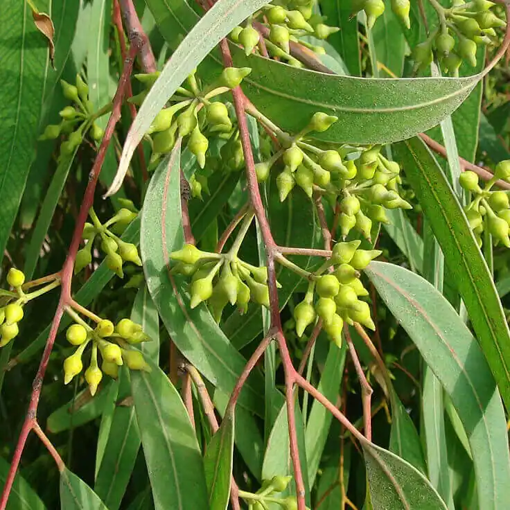 Nilgiri (Eucalyptus) Plant